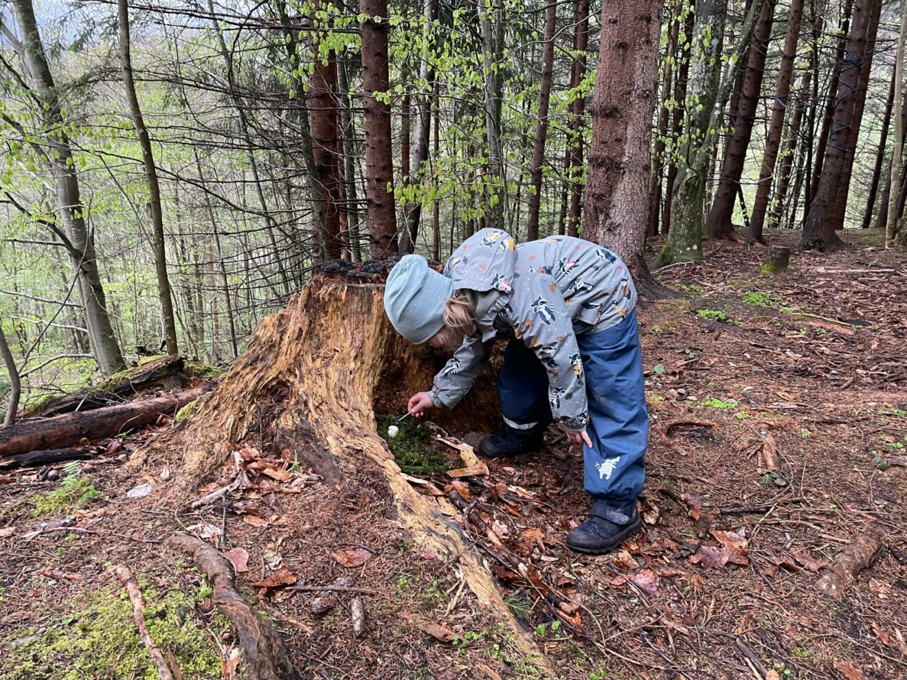 Im Wald mit den Jahreszeiten lernen